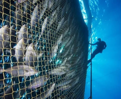 金属銅製魚飼育ケージ 金属銅製魚飼育ケージ