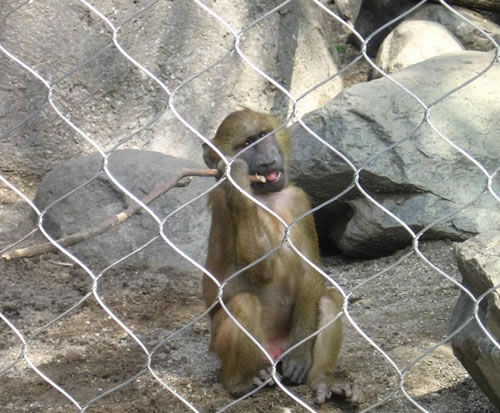 動物園の囲いメッシュ 動物園の囲いメッシュ